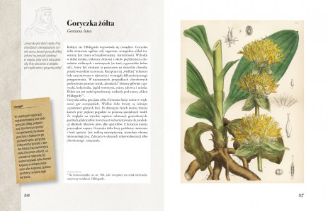 Ilustrowany zielnik Hildegardy z Bingen str 56-57